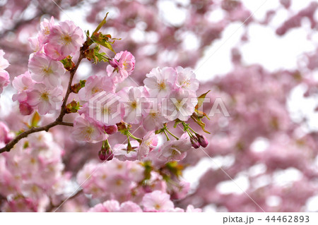 春　サクラ 44462893