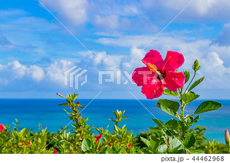 沖縄石垣島 玉取崎展望台 ハイビスカス 沖縄石垣島 玉取崎展望台 ハイビスカス 44462968