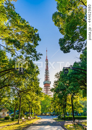 秋晴れの東京 芝公園周辺の風景 秋晴れの東京 芝公園周辺の風景 44462980
