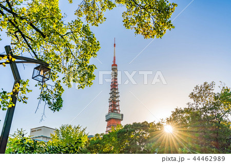 秋晴れの東京 芝公園周辺の風景 44462989