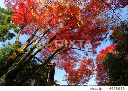 光悦寺 光悦寺 44463056