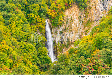 (長野県)志賀高原の澗満(かんまん)滝紅葉 (長野県)志賀高原の澗満(かんまん)滝紅葉 44463077