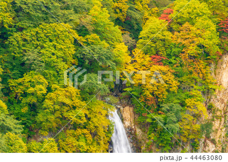 (長野県)志賀高原の澗満(かんまん)滝紅葉 (長野県)志賀高原の澗満(かんまん)滝紅葉 44463080