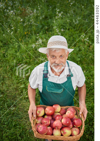 Gardener in green holding basket full of fresh red apples . Gardener in green holding basket full of fresh red apples . 44463092