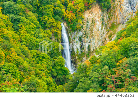 (長野県)志賀高原の澗満(かんまん)滝紅葉 (長野県)志賀高原の澗満(かんまん)滝紅葉 44463253