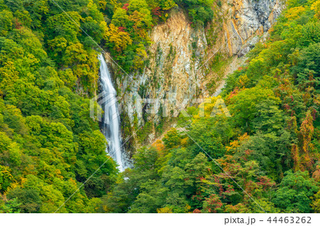 (長野県)志賀高原の澗満(かんまん)滝紅葉 (長野県)志賀高原の澗満(かんまん)滝紅葉 44463262