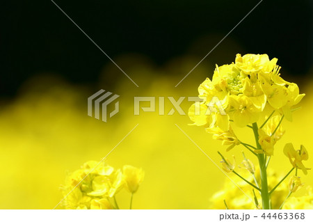 菜の花 44463368