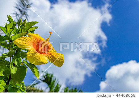 沖縄石垣島　米原ビーチ　ハイビスカス　南国イメージ 44463659