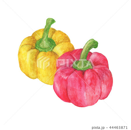 two sweet red and yellow peppers. Watercolor two sweet red and yellow peppers. Watercolor 44463871