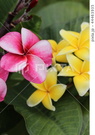 ピンクと黄色のプルメリア ピンクと黄色のプルメリア 44463935