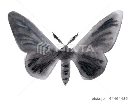 Peppered moth melanic form illustration on white. 44464486