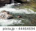 川　鴨　渓流　流れ 44464694