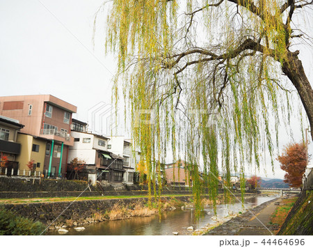 柳　高山　川沿い　小京都 44464696