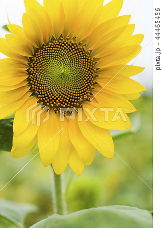 自然 天然 ナチュラル 44465456