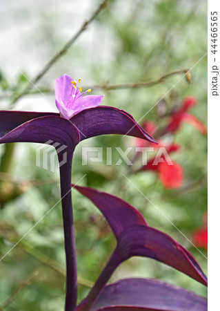 セトクレアセア（紫御殿） 44466565