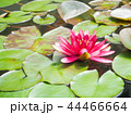 蓮　花　池　ピンク 44466664