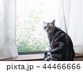 アメリカンショートヘア　猫　室内　窓辺 44466666