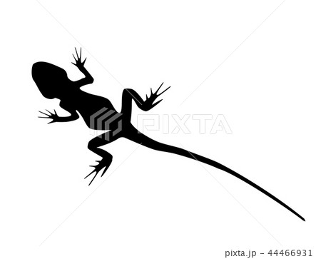 Lizard Black Silhouette On White Vector Eps 10のイラスト素材