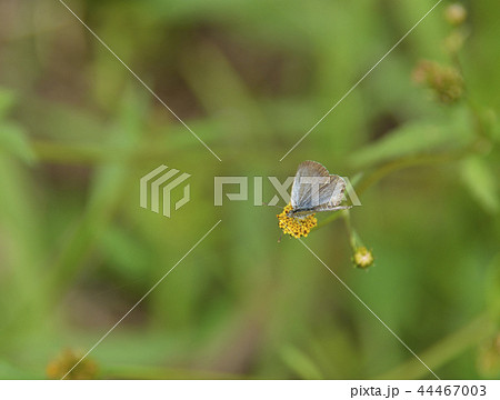 ヤマトシジミ蝶 44467003