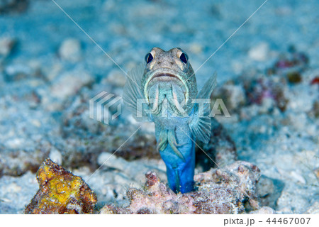 ジョーフィッシュ 44467007