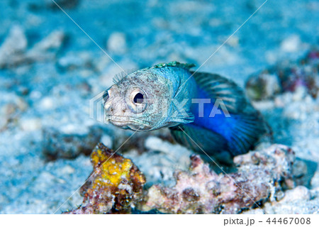 ジョーフィッシュ ジョーフィッシュ 44467008