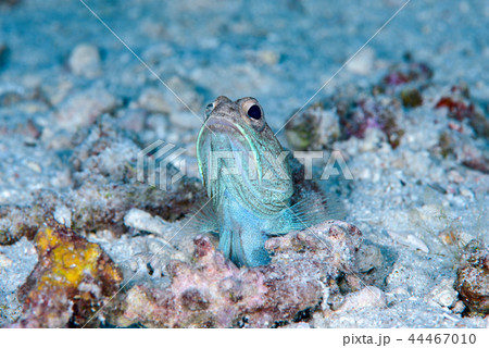 ジョーフィッシュ 44467010