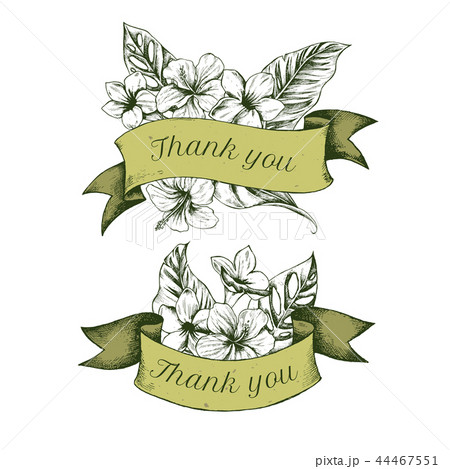 Ribbon design of allamandas with thank you sing. Hand drawn vector illustration Ribbon design of allamandas with thank you sing. Hand drawn vector illustration 44467551