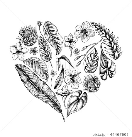 Vector collection of hand drawn tropical plants Vector collection of hand drawn tropical plants 44467605