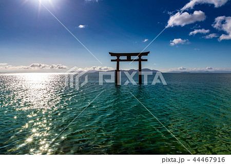 白鬚神社 湖中大鳥居 44467916