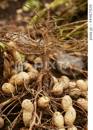 落花生 ピーナッツ 落花生畑 ラッカセイ 豆 peanut 落花生 ピーナッツ 落花生畑 ラッカセイ 豆 peanut 44467926