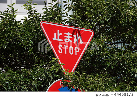 17年に切替がスタートした英語併記の新道路標識 規制標識 一時停止 の写真素材