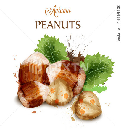 Hazelnuts Vector watercolor isolated on white 44469100