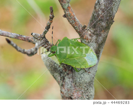 アオクサカメムシ アオクサカメムシ 44469283