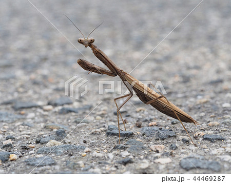 コカマキリ 44469287
