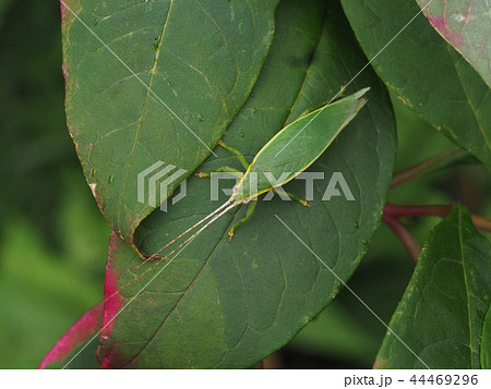 アオマツムシのメス アオマツムシのメス 44469296