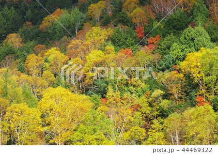 秋の志賀高原 44469322