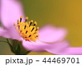秋桜 44469701