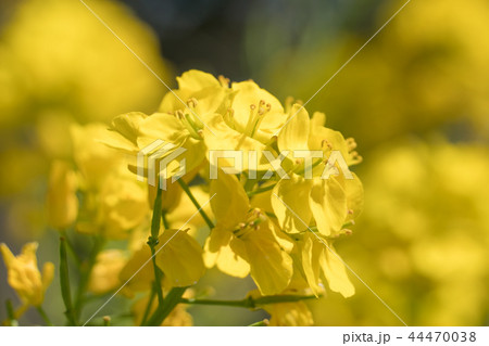 菜の花 菜の花 44470038
