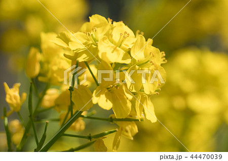 菜の花 44470039