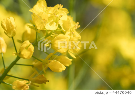 菜の花 菜の花 44470040