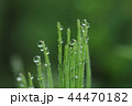 スギナのしずく 44470182