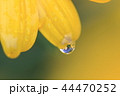 花びらのしずく 44470252