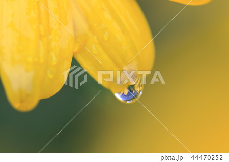 花びらのしずく 花びらのしずく 44470252