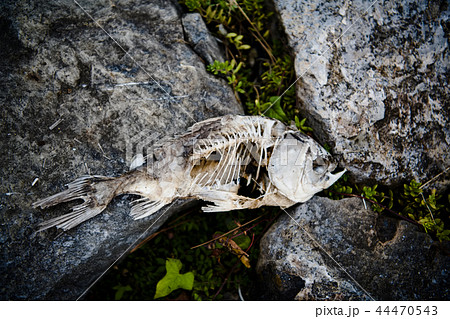 魚の死骸 魚の死骸 44470543