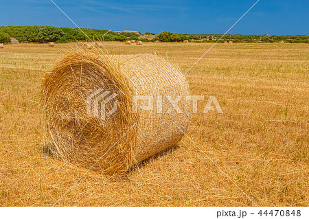 Sunny field with big hay bale 44470848
