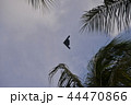 ステルス戦闘機 44470866