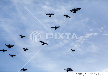 flock of flying pigeon against blue sky 44471259