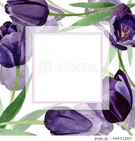 Watercolor black tulips flower. Floral botanical flower. Frame border ornament square. 44471265