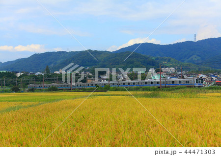 大山と黄金色の稲穂に包まれて走る1000形 大山と黄金色の稲穂に包まれて走る1000形 44471303