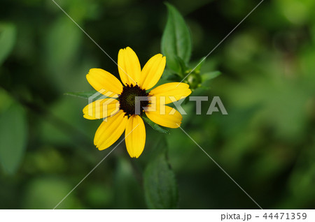 ミツバオオハンゴンソウの花 44471359